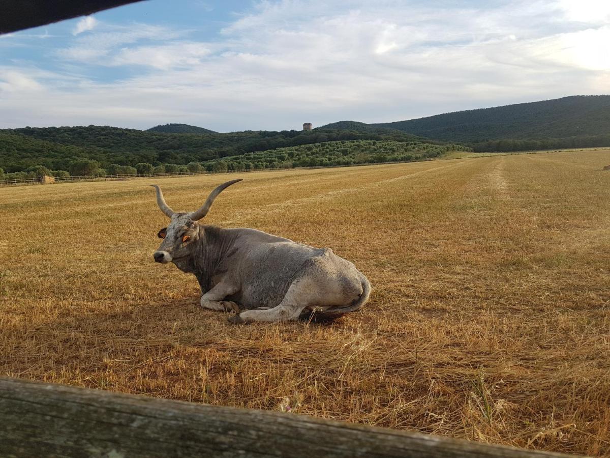 Tenuta Agricola Dell'Uccellina Villa Talamone Buitenkant foto